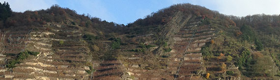 Rieslinge aus der Spitzenterrassenlage Uhlen