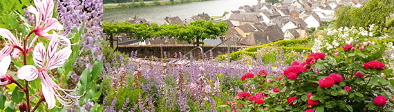 Würze, Wein und Wohlgeschmack